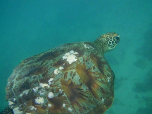 IMG_0044.JPG image